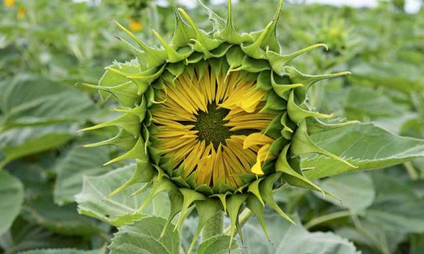 Понад 50% світового експорту соняшникового шроту - з України