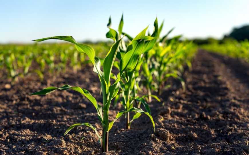 Страховий захист на варті врожаю кукурудзи