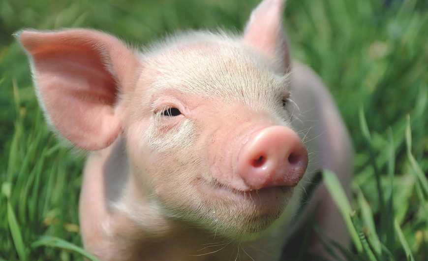 Мінагрополітики компенсуватиме свинарям збитки від АЧС