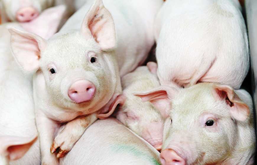 Ринок живця: в Україні ціна свинини живою масою коливається в межах 59-60 грн/кг