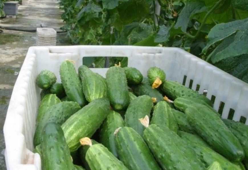 Ціни на тепличні огірки в Україні продовжують зростати
