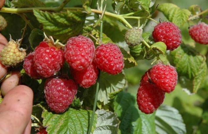 У 2017 році основною проблемою на посадках малини стала іржа