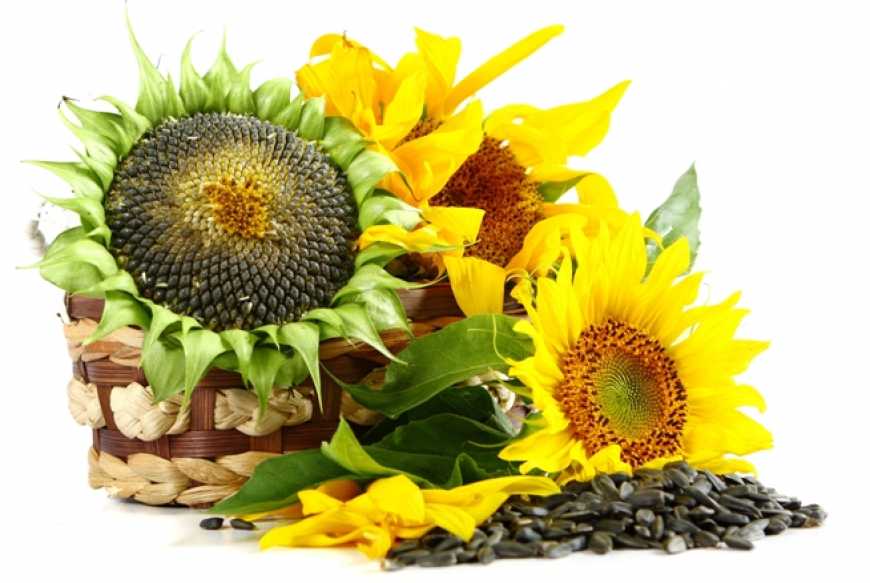 У 2018 році очікується збільшення виробництва ріпаку, сої та соняшнику