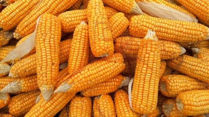 Кукурудза: продавати чи переробляти (частина 2)