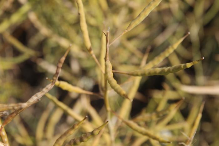 У жовтні Україну суттєво зменшила експорт ріпаку