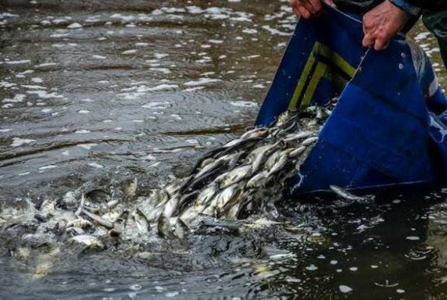 Понад 10 тисяч дволіток товстолоба вселено у річку на Полтавщині