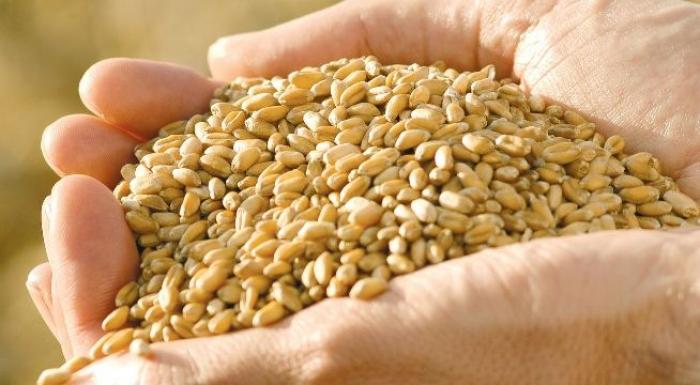 В Україні майже на 11% скоротилися запаси зернових