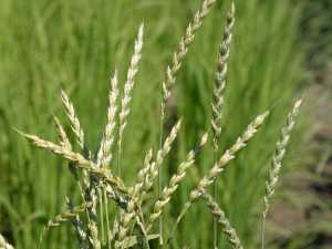 Спельта — пшениця, яку обирає світ