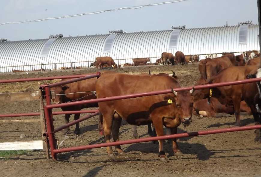 Уряд змінив обмеження щодо розміру дотацій на тваринництво
