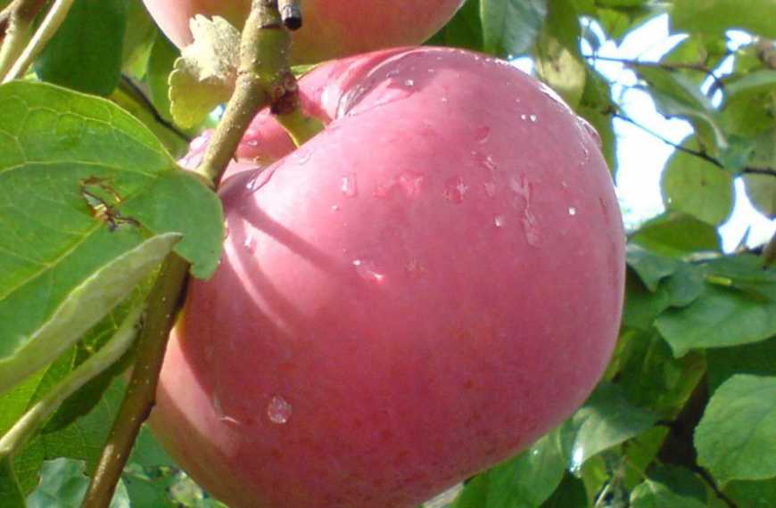 Минулого року в Україні було зібрано більше мільйона тонн яблук