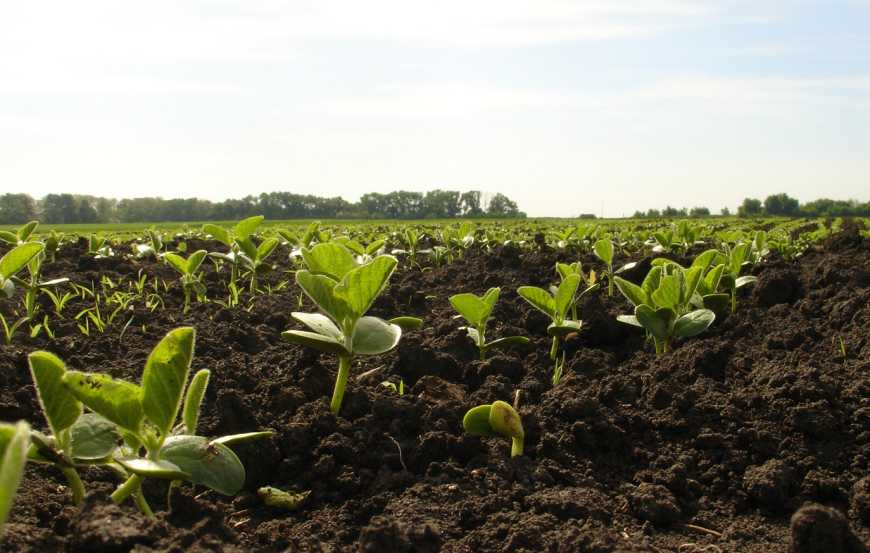 Посівна-2024: на Хмельниччині цьогоріч засіяні найбільші площі соєю в Україні