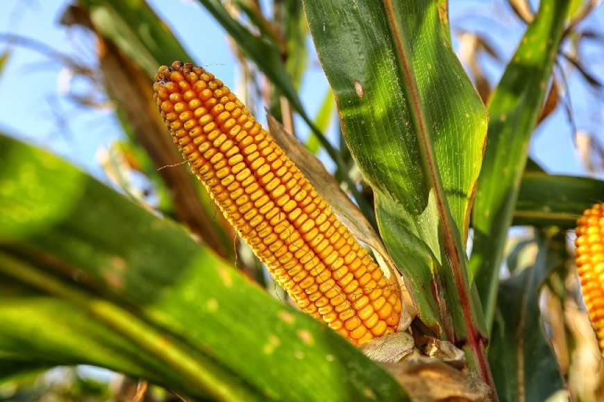 Біоенергетична та економічна ефективність вирощування гібридів кукурудзи різних груп стиглості
