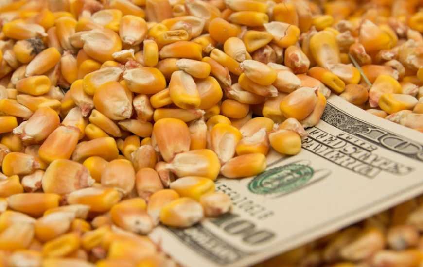 Ринок кукурудзи: ціни в Україні знижуються на тлі активного продажу старого врожаю