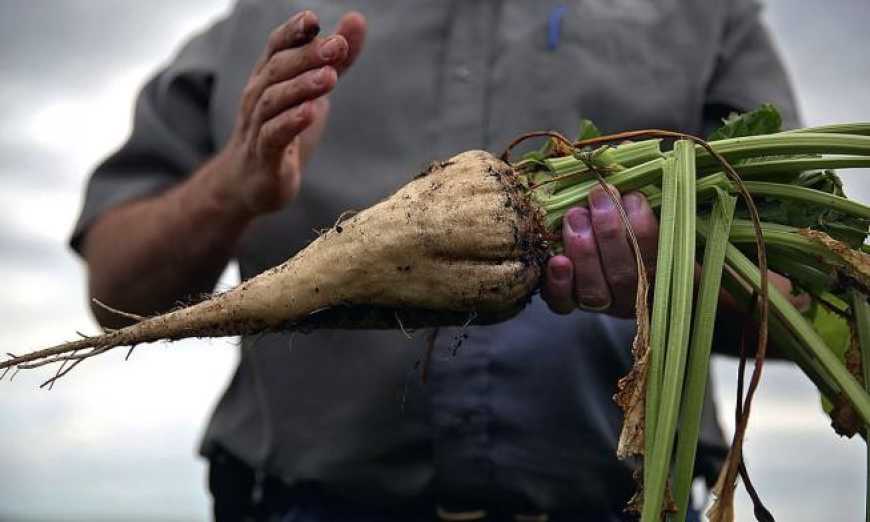 В Україні затверджено механізм страхування цукрового буряку