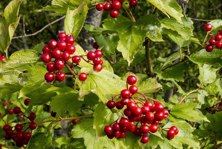 Ліки, муси та порох: виробництво продукції з калини може стати безвідходним