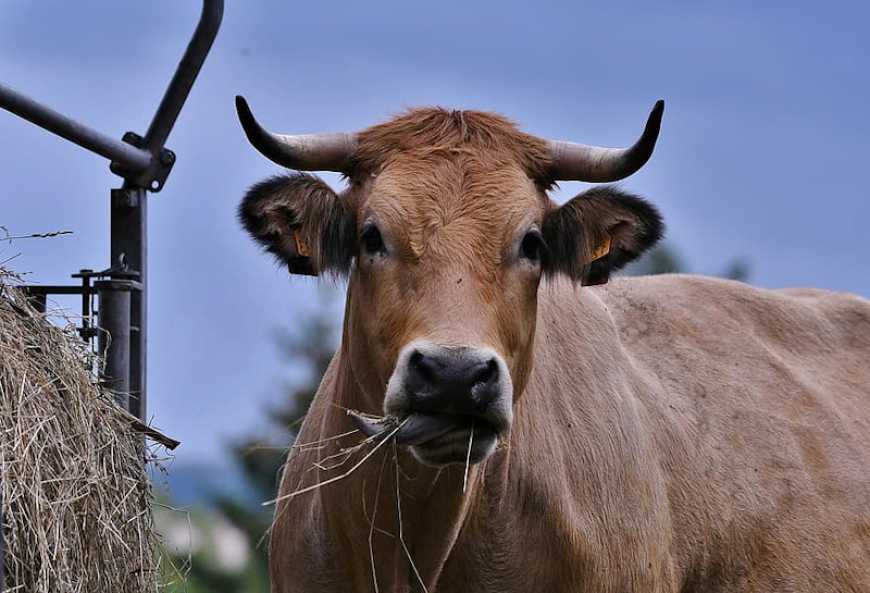 Корови на пенсії, або Права і добробут тварин