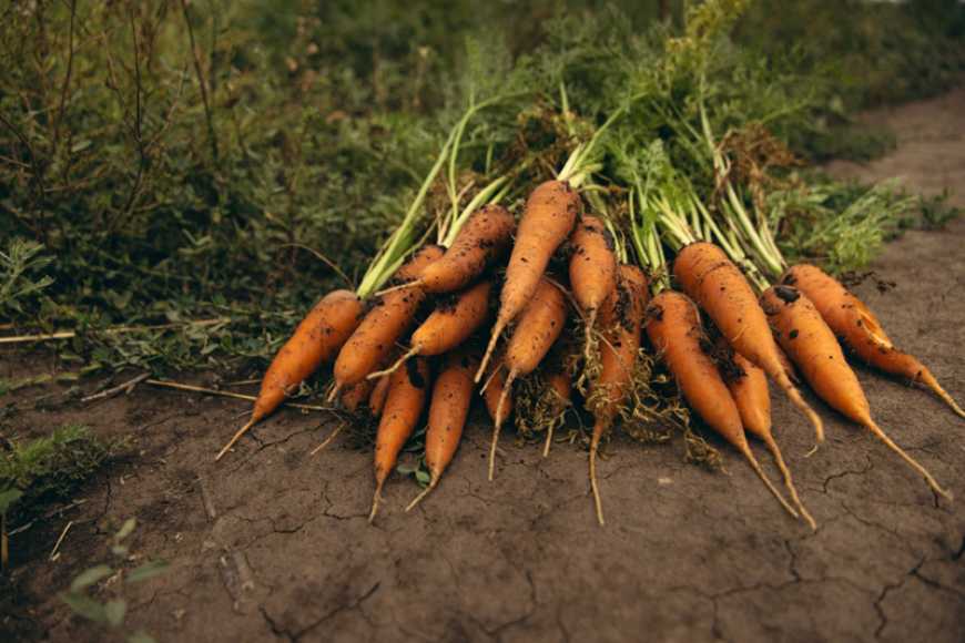 ФАО та Уряд Норвегії запускають програму підтримки сільських домогосподарств у Дніпропетровській області