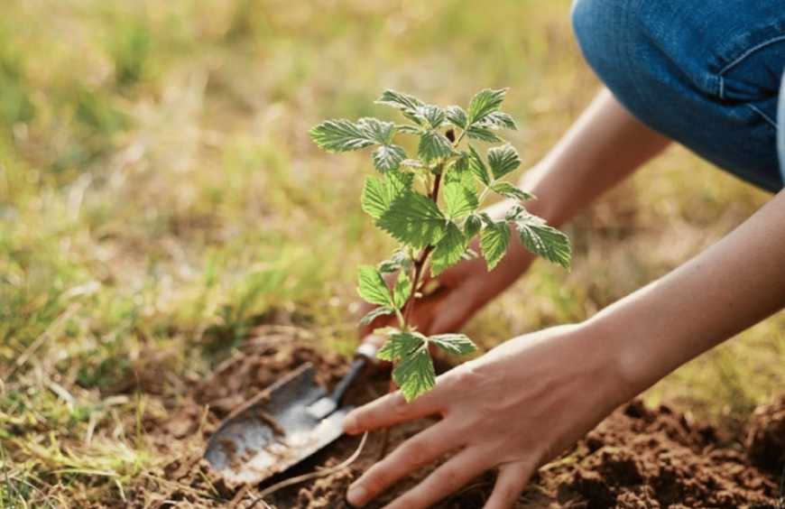 Півкілометровий малиновий сад закладає аграрний ліцей на Сумщині