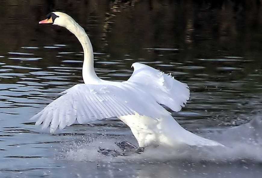 Грип птиці: на Київщині зафіксували спалах у лебедів