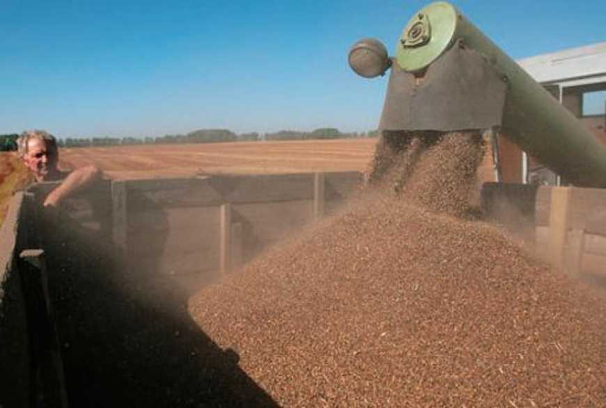 Аграрії розпочали збирати гречку