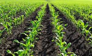 ФОРМОСА &ndash; гербіцид, що створений для краси поля і високих урожаїв!