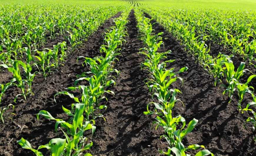 ФОРМОСА &ndash; гербіцид, що створений для краси поля і високих урожаїв!