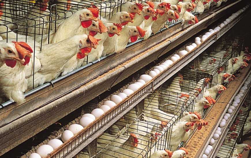 Виробництво та експорт продукції птахівництва може скоротитися, – ЄБА
