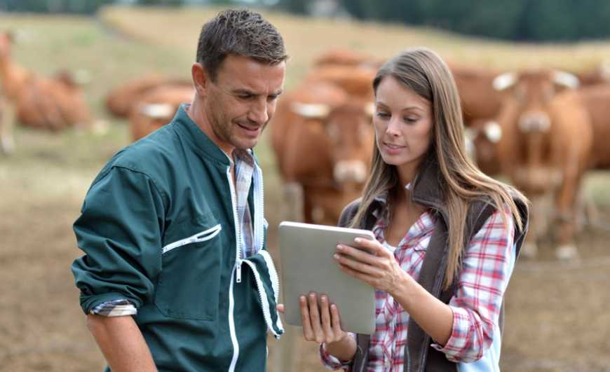 Тваринництво: в Україні запрацювали два електронні реєстри