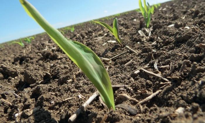 Продуктивність кукурудзи на зрошуванні