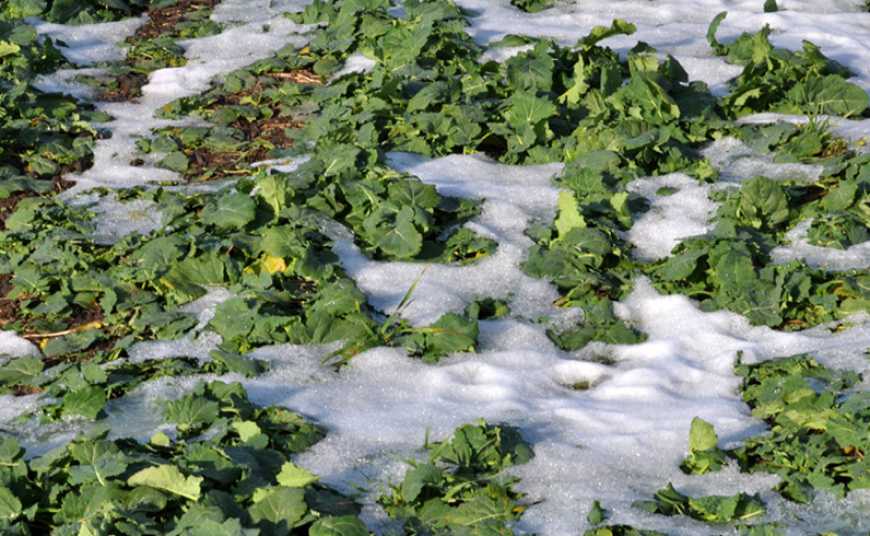 До 300 тис. га озимого ріпаку в Україні може бути пересіяно