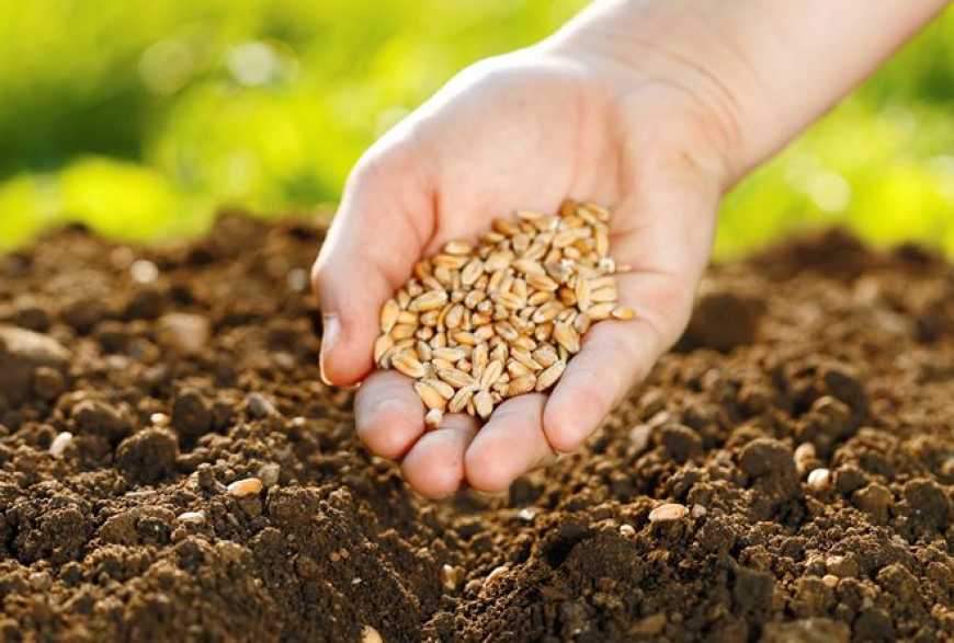 Осіння посівна триває у 17 областях України