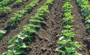 Складові ефективного ґрунтового захисту