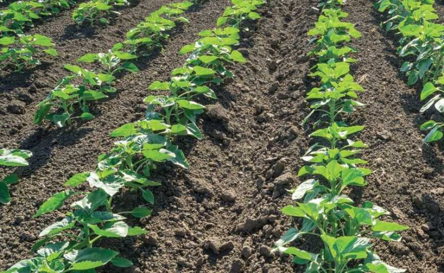 Складові ефективного ґрунтового захисту