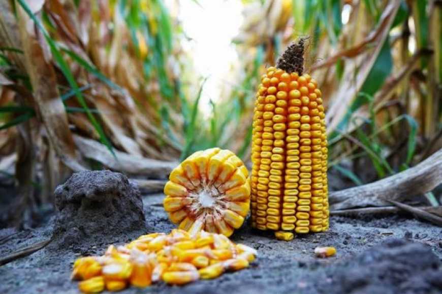 USDA прогнозує урожай кукурудзи в Україні на рівні 34 млн тонн