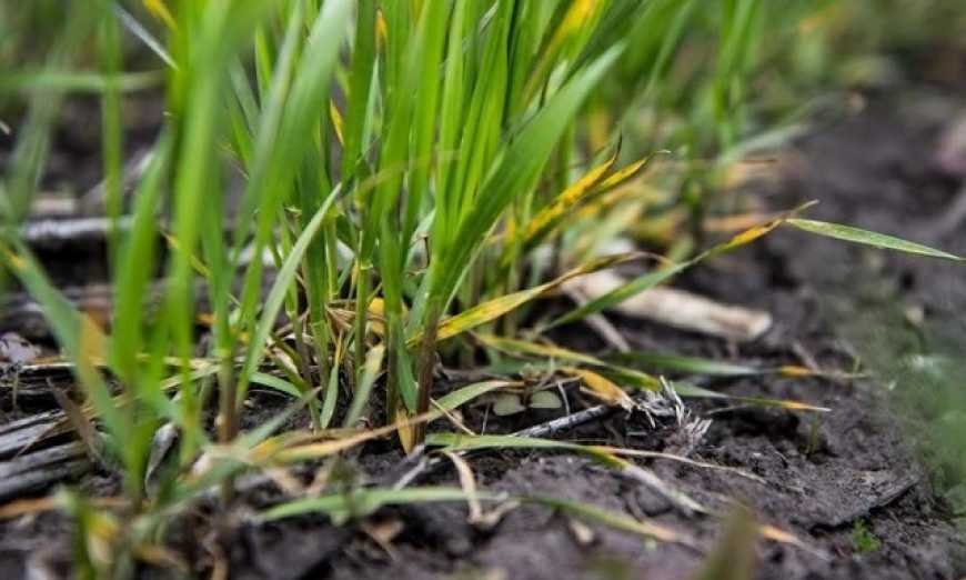 Держпродспоживслужба оприлюднила результати фітосанітарної перевірки посівів озимих культур