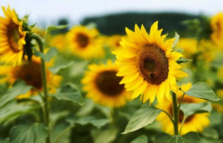 Актуальні виклики в захисті соняшнику у 2025 році: аналіз поширення хвороб та методи боротьби з ними