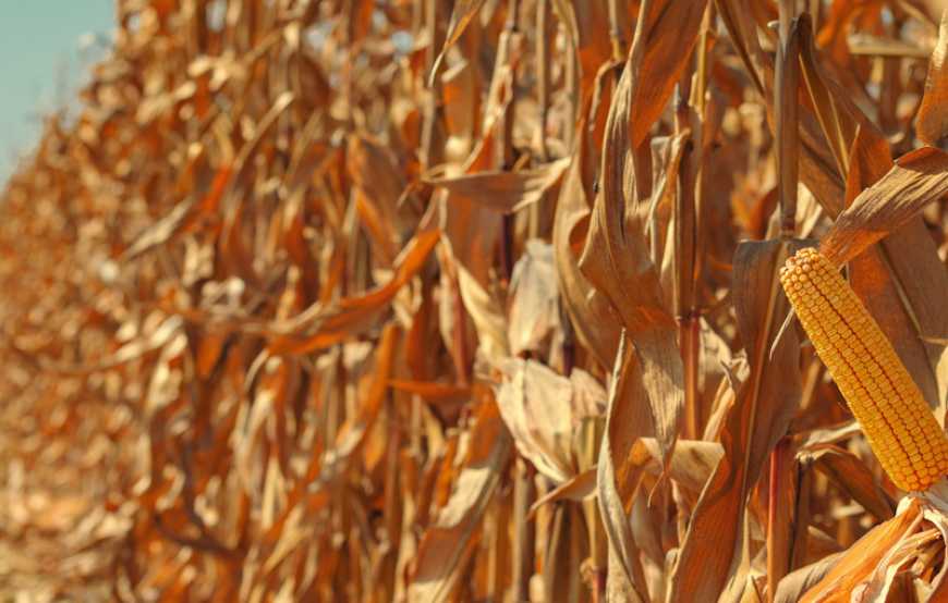 У наступні два роки прогнозується зростання виробництва зерна в Україні – НБУ