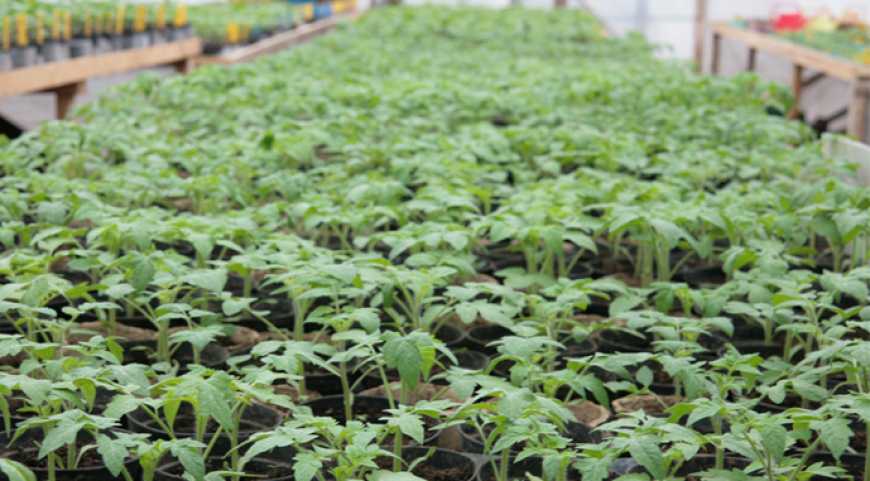 В Україні зріс попит на розсаду овочевих культур