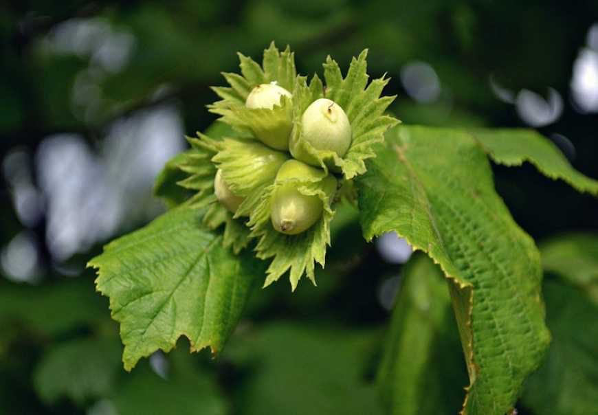 В Україні зростає площа промислових горіхових садів