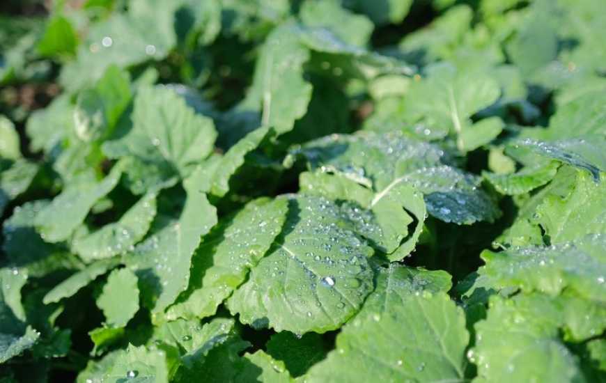 Контроль лускокрилих видів у ріпаку