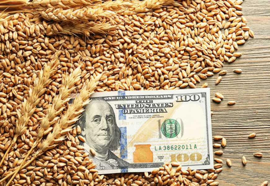 Сучасні тенденції й проблеми на ринку пшениці