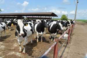 Як система ідентифікації тварин стає частиною економічної безпеки України