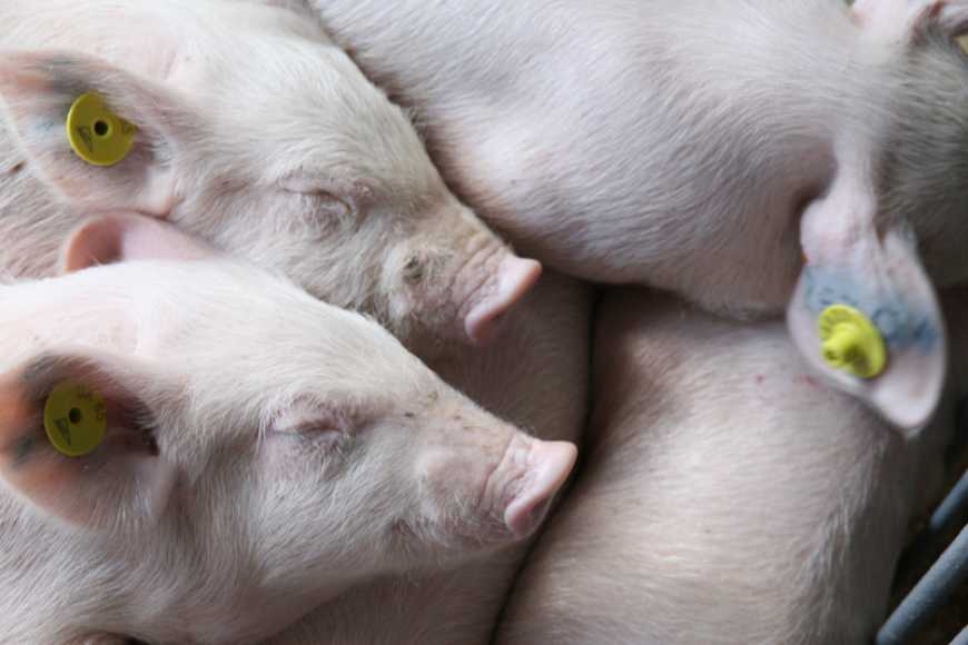 Основні вимоги до відбору та добору свиней