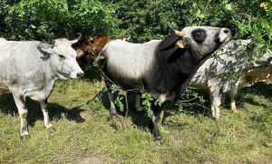 Михайло Травецький: &laquo;Криза молочного бізнесу в Україні &mdash; це фактично криза переробних підприємств&raquo;