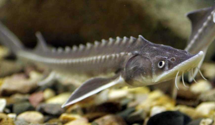 Рибний ринок: осетрові покривають третину від потреби українців