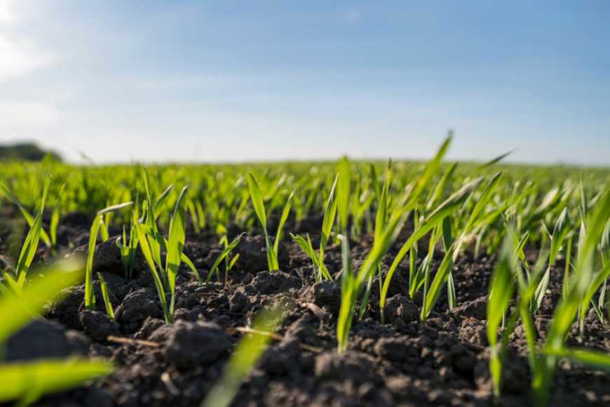 Ризик-фактори розвитку сходів озимої пшениці