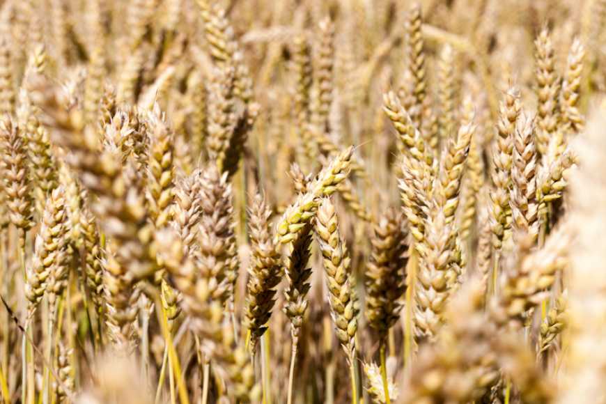 Показники продуктивності та якості зерна озимої пшениці залежно від обробітків ґрунту й удобрення