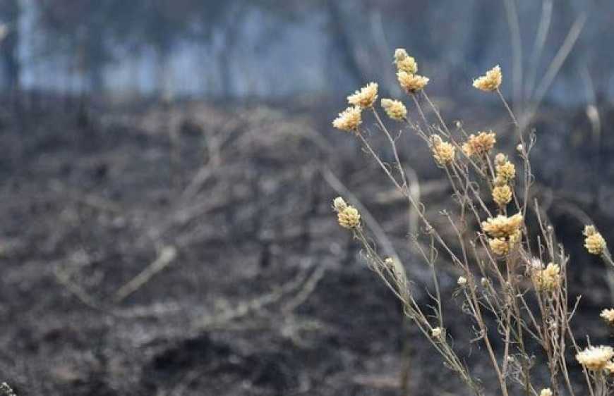 Знищення лісосмуг у зоні бойових дій зруйнувало захист від пилових бур на півдні України