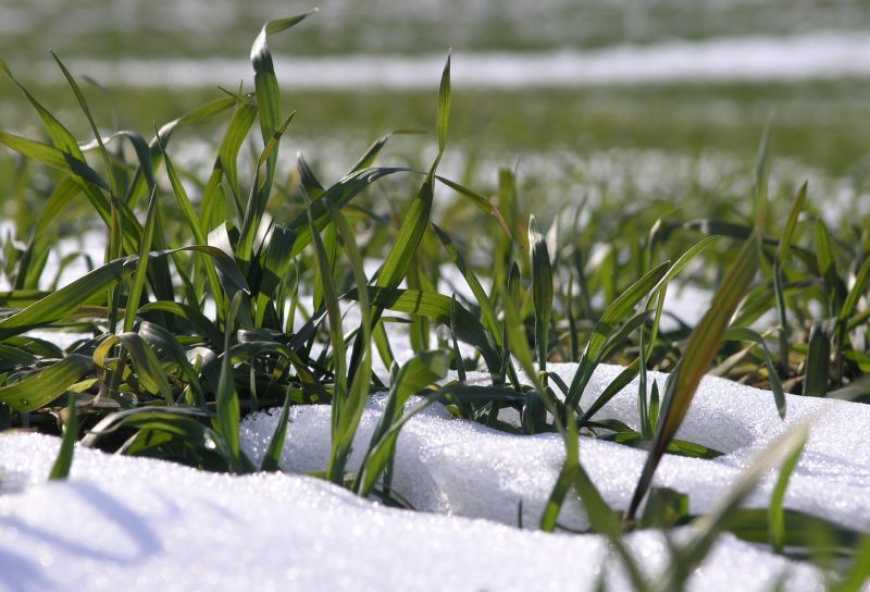 Біопрепарати як опора озимих у сезон температурних &laquo;гойдалок&raquo;