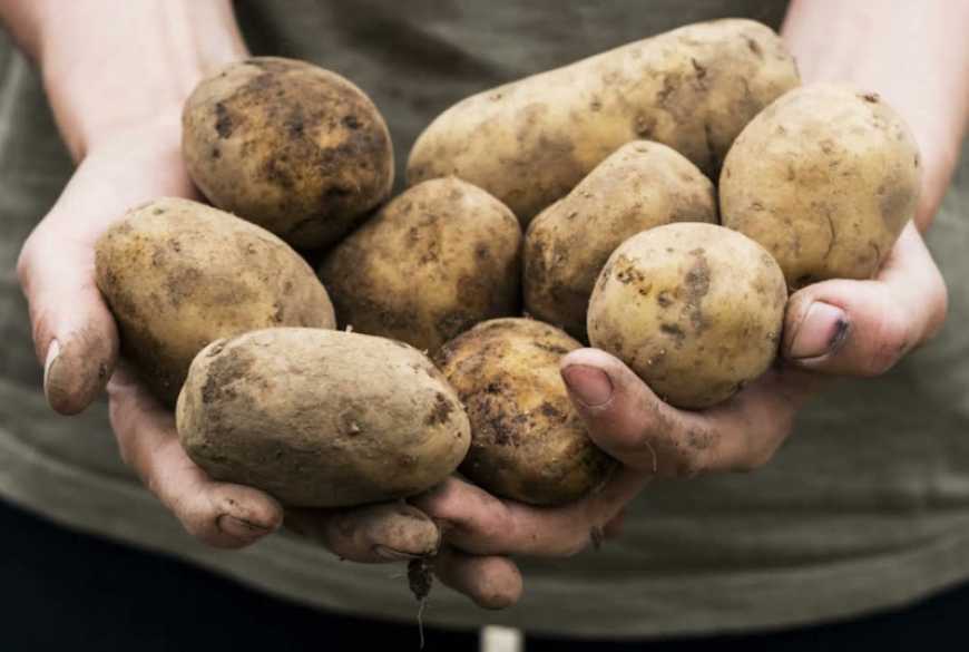 На Вінниччині очікується хороший врожай картоплі на відміну від цибулі